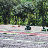 Redber, ETHIOPIA NATURAL DJIMMAH - Medium-Dark Roast Coffee Beans, Redber Coffee