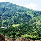 Redber, COLOMBIA FINCA SOFIA - Medium Roast Coffee, Redber Coffee