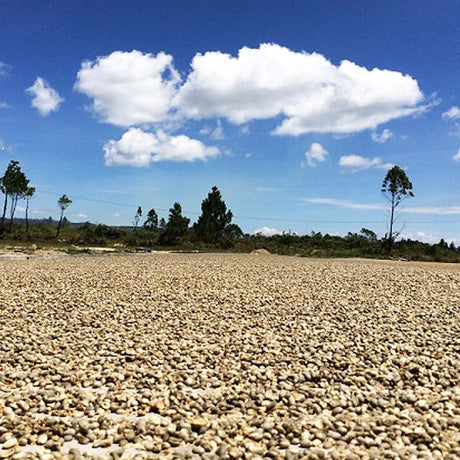 Redber, EL SALVADOR DIAMANTE - Medium Roast Coffee Auto renew, Redber Coffee