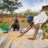 Uganda Rwenzori Natural 6kg Coffee Beans – Wholesale