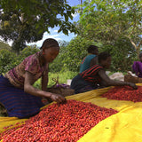 ETHIOPIA YIRGACHEFFE KOKE NATURAL - Green Coffee Beans — Wholesale