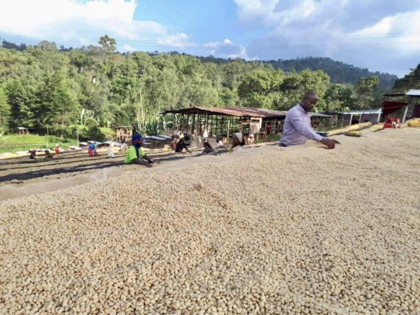 ETHIOPIA YIRGACHEFFE KOKE NATURAL - Green Coffee Beans — Wholesale